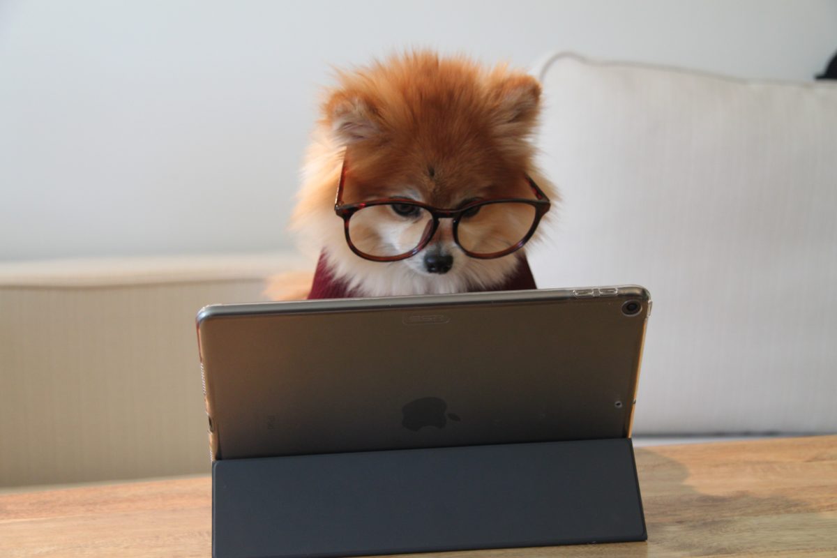A small brown Pomeranian wears glasses and sits at a table in front of an iPad 