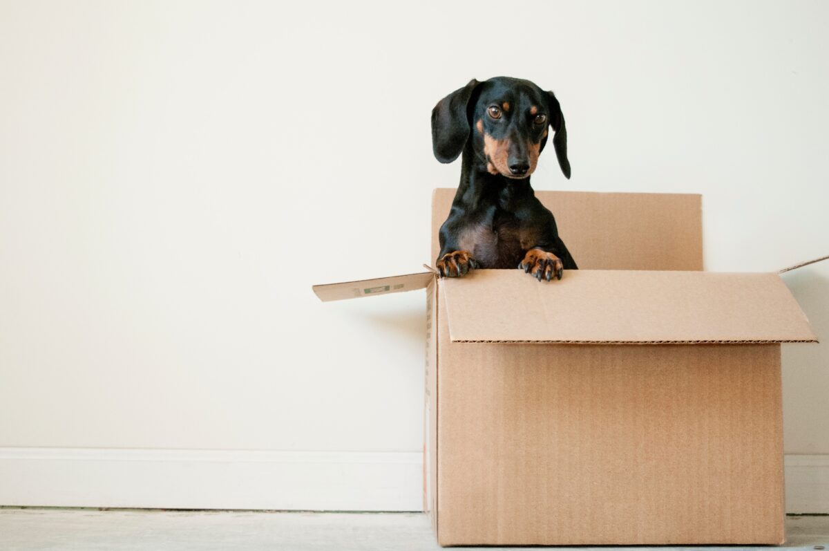 A black dachshund popping out of a moving box.